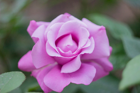 Pink roseの写真素材