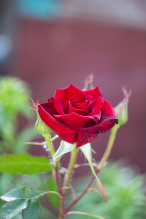 red rose with budの写真素材