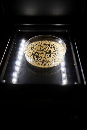 Production line pharmaceutical industry. Manufacturing of drugs and medications, pharmaceuticals.の写真素材