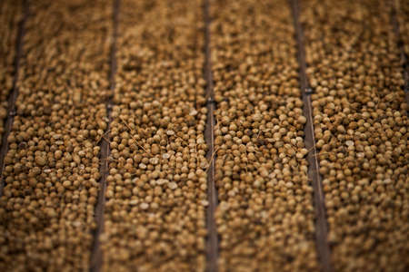 Production line pharmaceutical industry. Manufacturing of drugs and medications, pharmaceuticals.の写真素材