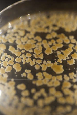 Production line pharmaceutical industry. Manufacturing of drugs and medications, pharmaceuticals.の写真素材