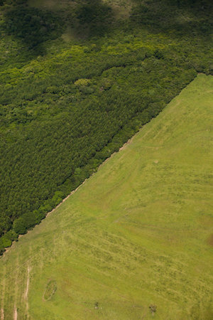 Aerial view of farm. Agriculture, plantation. High quality photoの写真素材