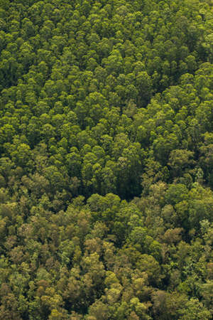Aerial view of green forest. High quality photoの写真素材