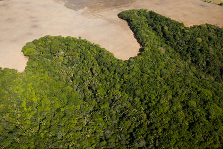 Aerial view of green forest. High quality photo