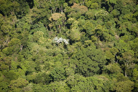 Aerial view of green forest. High quality photoの写真素材