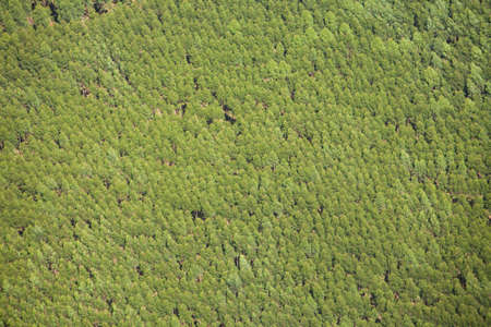 Aerial view of green forest. High quality photo