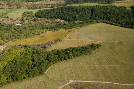 Aerial view of farm. Agriculture, plantation. High quality photoの写真素材
