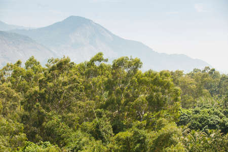 Aerial view of green forest. High quality photoの写真素材