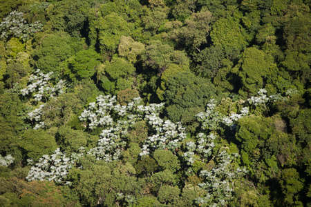 Aerial view of green forest. High quality photoの写真素材