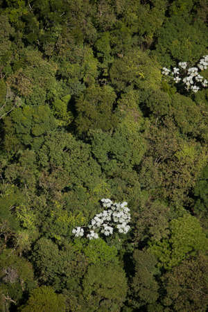 Aerial view of green forest. High quality photoの写真素材