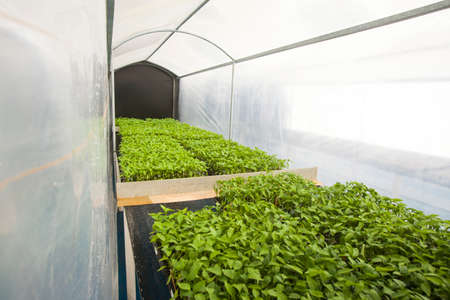 farm; garden; green; greenhouse; hand; leaf; nature; plant; vegetable; agriculture; background; bean; branch; closeup; color; crop; cuisine; cultivation; diet; eating; fiber; field; food; fresh; grow;の写真素材