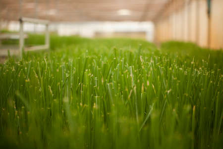 seeding in greenhouse. seeding plants greenhouse. seeding in greenhouse concept. plant seeding in greenhouse. new life.の写真素材