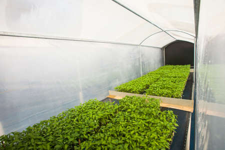 seeding in greenhouse. seeding plants greenhouse. seeding in greenhouse concept. plant seeding in greenhouse. new life.の写真素材