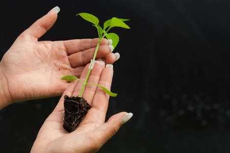 seeding in greenhouse. seeding plants greenhouse. seeding in greenhouse concept. plant seeding in greenhouse. new life.の写真素材