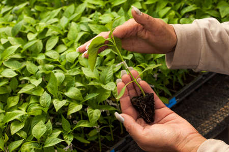 seeding in greenhouse. seeding plants greenhouse. seeding in greenhouse concept. plant seeding in greenhouse. new life.の写真素材