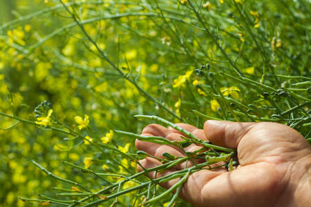 seeding in greenhouse. seeding plants greenhouse. seeding in greenhouse concept. plant seeding in greenhouse. new life.の写真素材