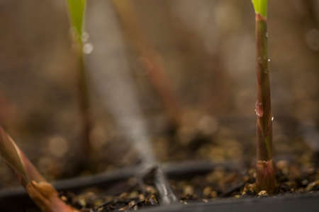 seeding in greenhouse. seeding plants greenhouse. seeding in greenhouse concept. plant seeding in greenhouse. new life.の写真素材