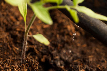 seeding in greenhouse. seeding plants greenhouse. seeding in greenhouse concept. plant seeding in greenhouse. new life.の写真素材