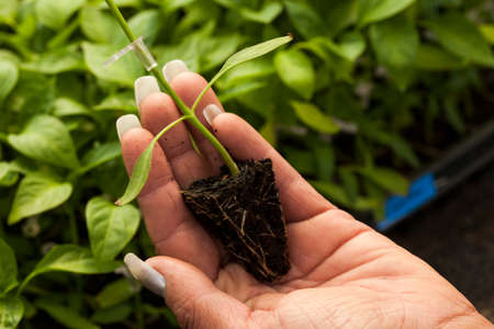 seeding in greenhouse. seeding plants greenhouse. seeding in greenhouse concept. plant seeding in greenhouse. new life.の写真素材