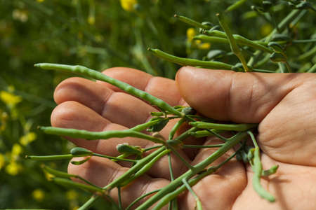 seeding in greenhouse. seeding plants greenhouse. seeding in greenhouse concept. plant seeding in...