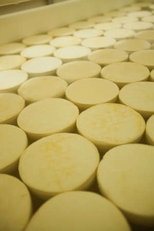 CHEESE AND MILK FACTORY. high quality photoの写真素材