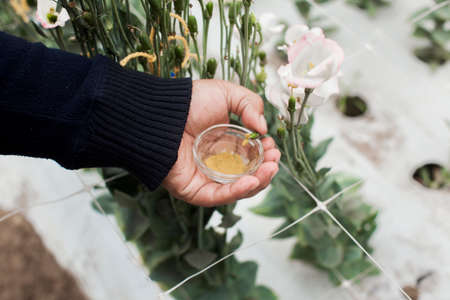 seeding in greenhouse. seeding plants greenhouse. seeding in greenhouse concept. plant seeding in greenhouse. new life.の写真素材
