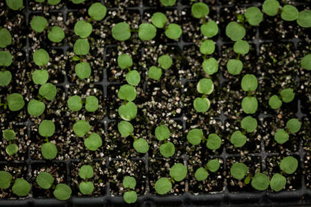 seeding in greenhouse. seeding plants greenhouse. seeding in greenhouse concept. plant seeding in greenhouse. new life.の写真素材