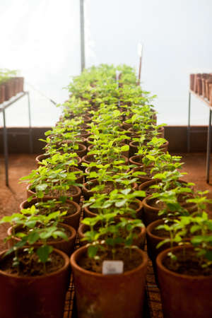 seeding in greenhouse. seeding plants greenhouse. seeding in greenhouse concept. plant seeding in greenhouse. new life.の写真素材