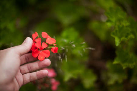 seeding in greenhouse. seeding plants greenhouse. seeding in greenhouse concept. plant seeding in greenhouse. new life.の写真素材