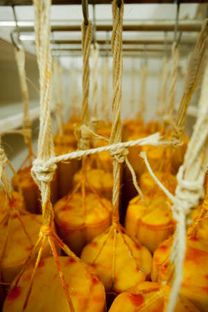 CHEESE AND MILK FACTORY. high quality photoの写真素材