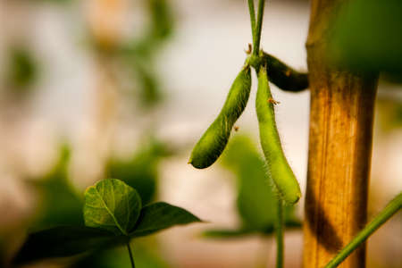 seeding in greenhouse. seeding plants greenhouse. seeding in greenhouse concept. plant seeding in greenhouse. new life.の写真素材
