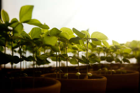 seeding in greenhouse. seeding plants greenhouse. seeding in greenhouse concept. plant seeding in greenhouse. new life.の写真素材