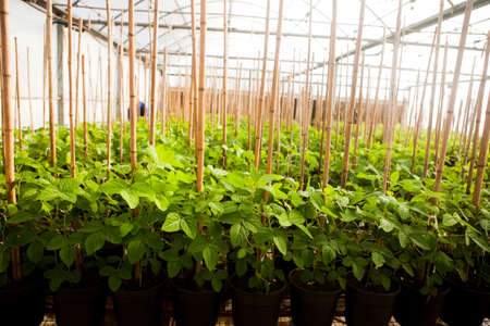 seeding in greenhouse. seeding plants greenhouse. seeding in greenhouse concept. plant seeding in greenhouse. new life.の写真素材