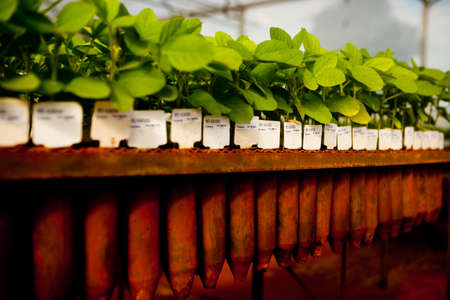 seeding in greenhouse. seeding plants greenhouse. seeding in greenhouse concept. plant seeding in greenhouse. new life.の写真素材