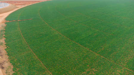 Aerial - drone view of Green drills or rows of growing potatoes at a plantation in Brazil. The plants are tall, rich green with lots of leaves. high quality photoの写真素材