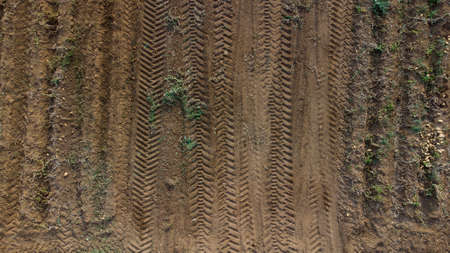 Aerial - drone view of Green drills or rows of growing potatoes at a plantation in Brazil. The plants are tall, rich green with lots of leaves. high quality photoの写真素材