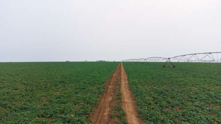 Green drills or rows of growing potatoes at a plantation in Brazil. The plants are tall, rich green with lots of leaves. high quality photoの写真素材