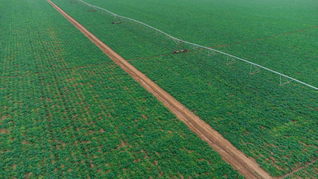 Aerial - drone view of Green drills or rows of growing potatoes at a plantation in Brazil. The plants are tall, rich green with lots of leaves. high quality photoの写真素材