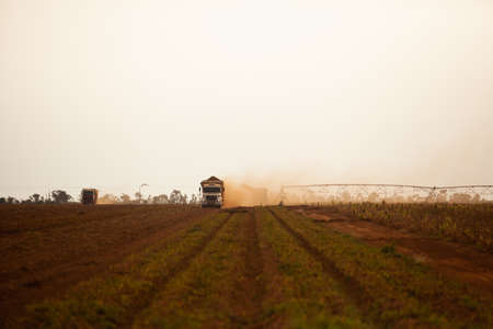 Combine harvester working on a potato field. Harvesting potatoes. agriculture concept High quality photoの写真素材
