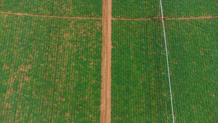 Aerial - drone view of Green drills or rows of growing potatoes at a plantation in Brazil. The plants are tall, rich green with lots of leaves. high quality photoの写真素材