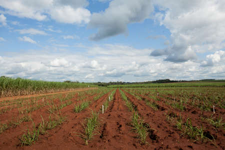 A sugar cane plantation field in Brazil. Agriculture concept. high quality photoの写真素材