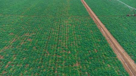 Aerial - drone view of Green drills or rows of growing potatoes at a plantation in Brazil. The plants are tall, rich green with lots of leaves. high quality photoの写真素材
