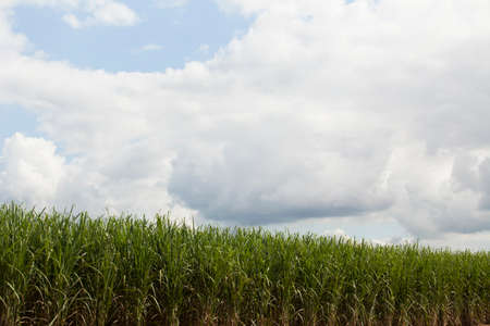 A sugar cane plantation field in Brazil. Agriculture concept. high quality photoの写真素材