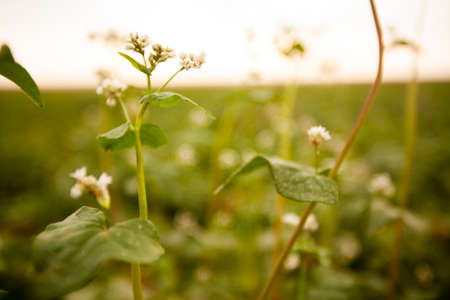Green drills or rows of growing potatoes at a plantation in Brazil. The plants are tall, rich green with lots of leaves. high quality photoの写真素材