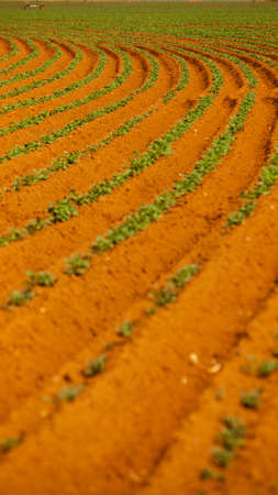 Aerial - drone view of Green drills or rows of growing potatoes at a plantation in Brazil. The plants are tall, rich green with lots of leaves. high quality photoの写真素材