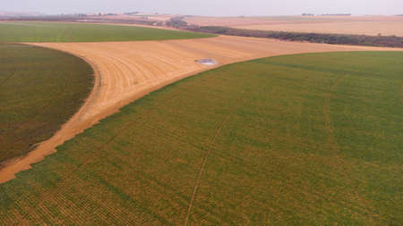 Aerial - drone view of Green drills or rows of growing potatoes at a plantation in Brazil. The plants are tall, rich green with lots of leaves. high quality photoの写真素材