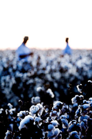 Men, farmers at a cotton plantation farm for industrial - textile use , ready to harvest. high quality photoの写真素材
