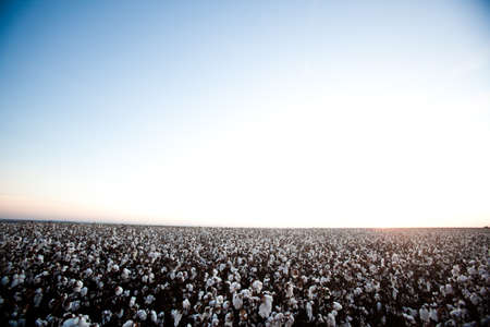 cotton plantation for industrial - textile use , ready to harvest. high quality photoの写真素材