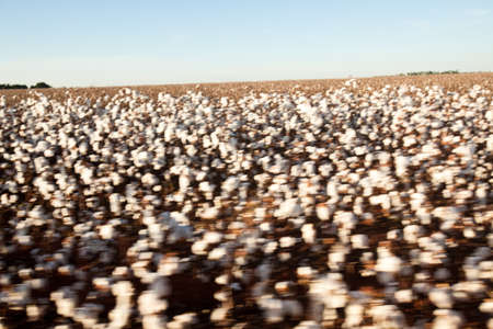 cotton plantation for industrial - textile use , ready to harvest. high quality photoの写真素材