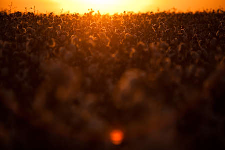 cotton plantation for industrial - textile use , ready to harvest. high quality photoの写真素材